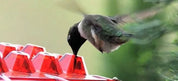 Ameisen -Proof -Kolibri -Feeder im Freien Hanges Barsch 1