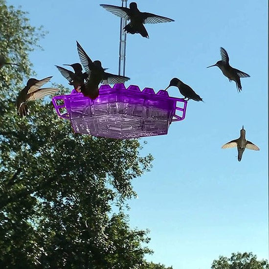 Ameisen -Proof -Kolibri -Feeder im Freien Hanges Barsch 2