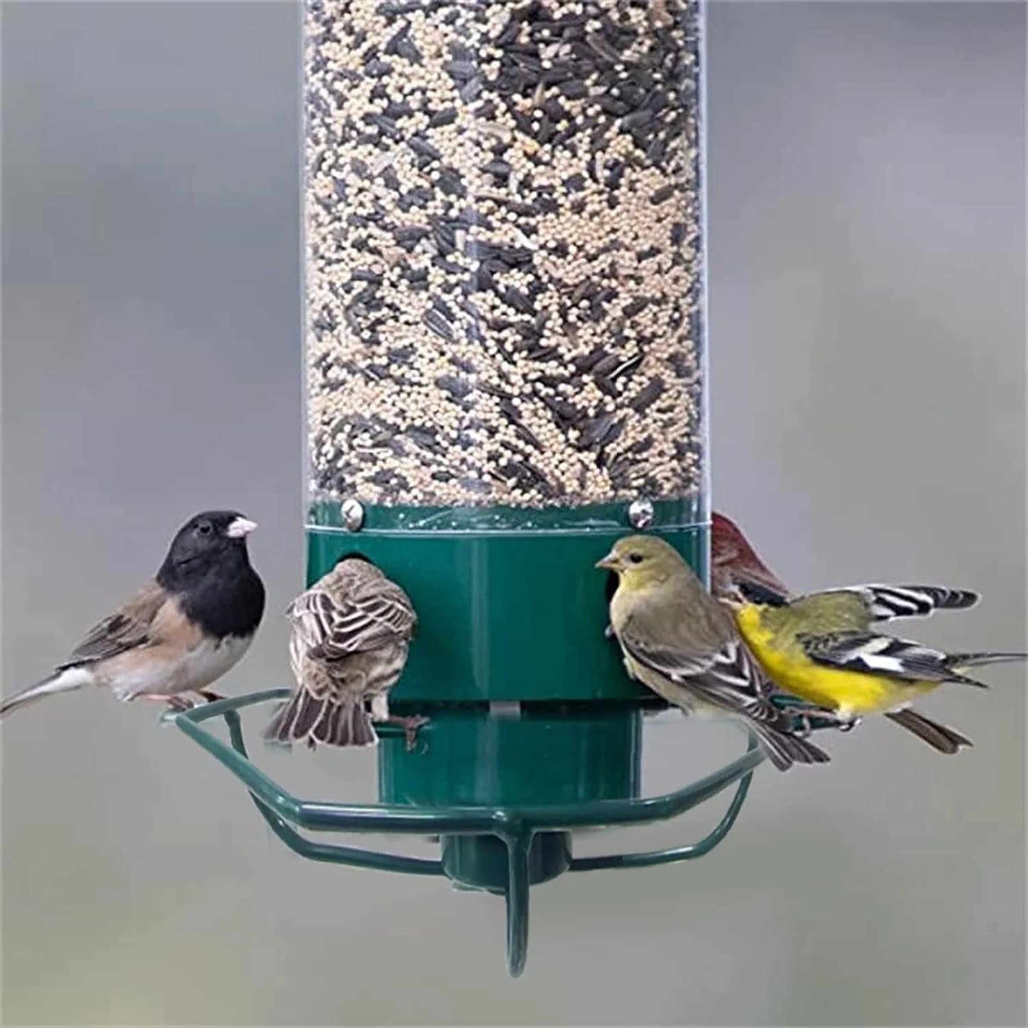 Eichhörnchen -Proof -Vogelhäuschen 6