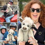 Hochlandkuh trägt Blumen 2