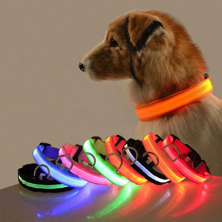 Hundehalsband mit LED-Leuchten 2