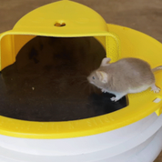 Premium Eimer Deckelmausfalle 0