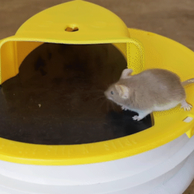 Premium Eimer Deckelmausfalle 0