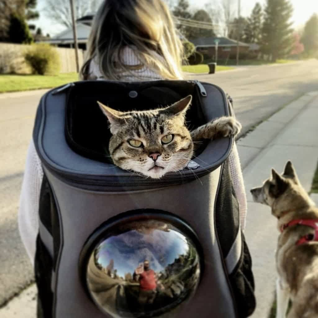 Reisekatze -Rucksack für größere Katzen 0
