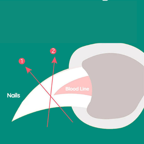 Leo | Schnellerkennung Nageltrimmer – Schonende Pflege für Deinen Hund